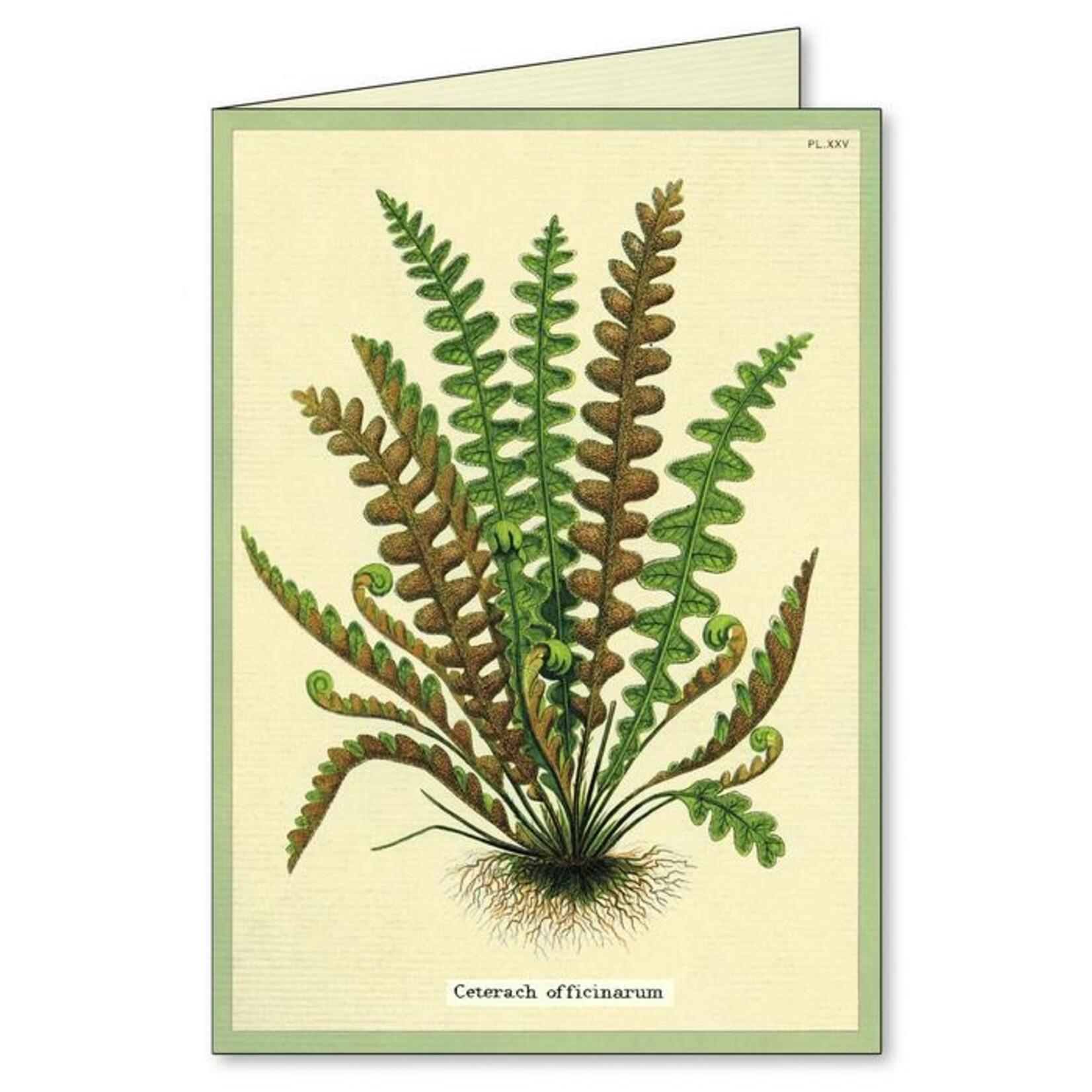 Cavallini Ferns Boxed Note Cards