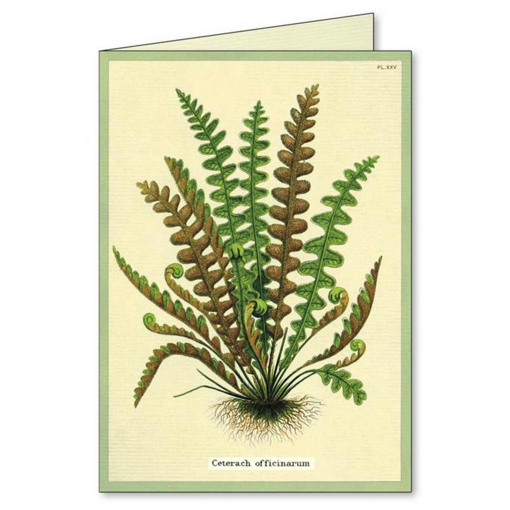 Ferns Boxed Note Cards