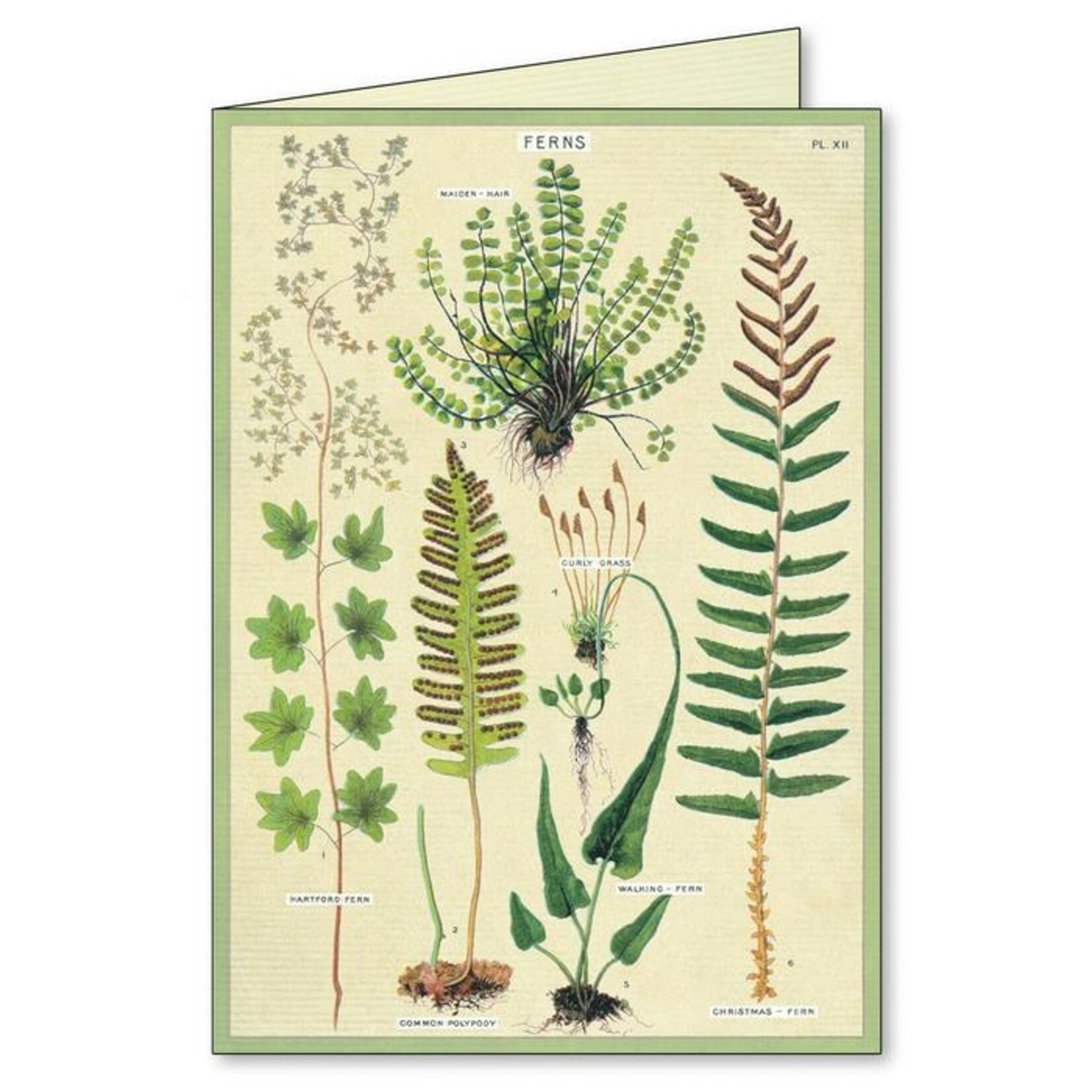 Cavallini Ferns Boxed Note Cards