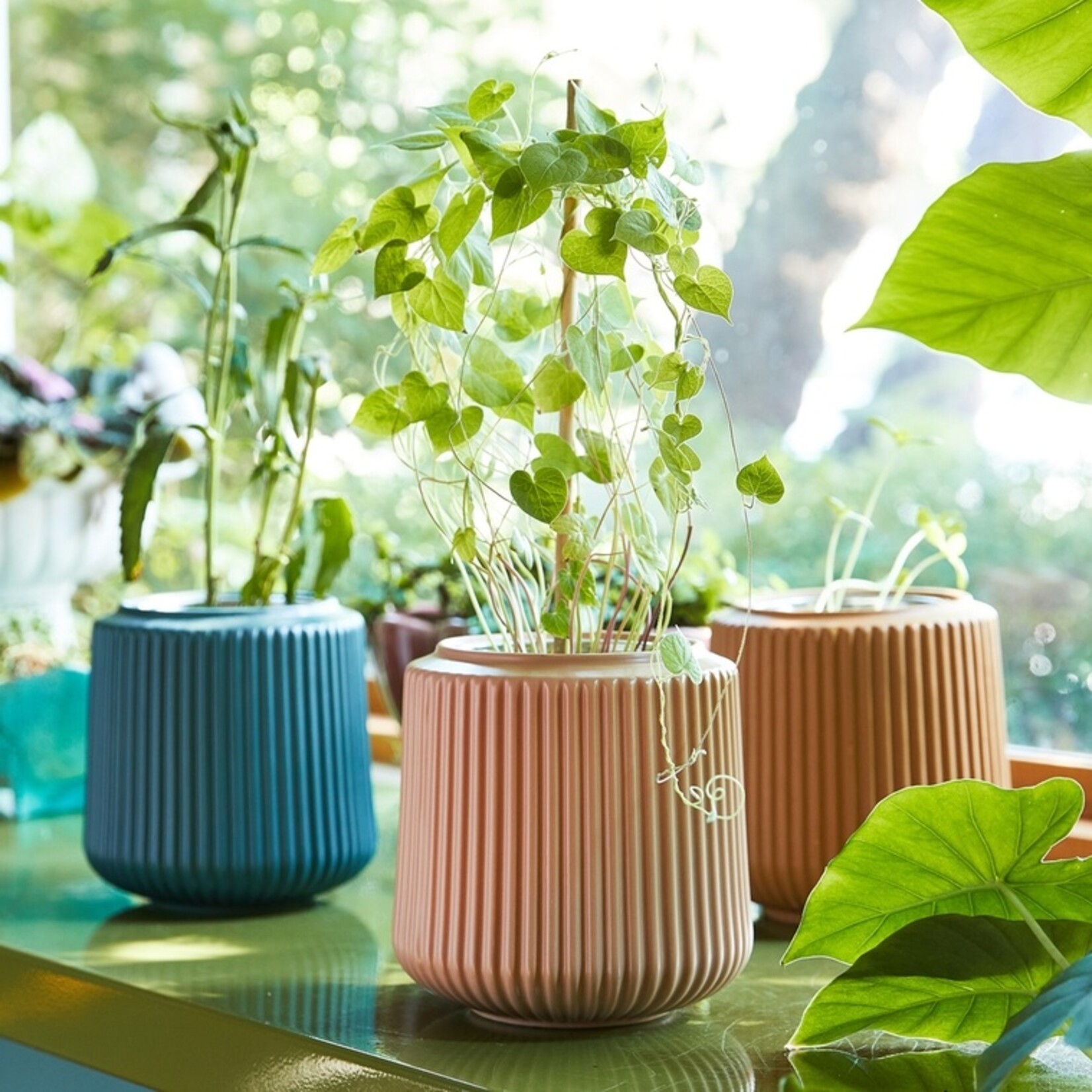Modern Sprout Flower Grow Kit Collection