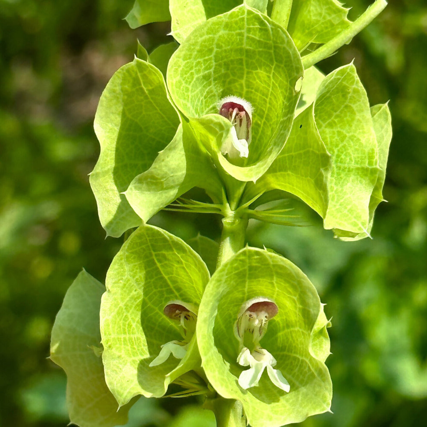 Hudson Valley Seeds Bells of Ireland