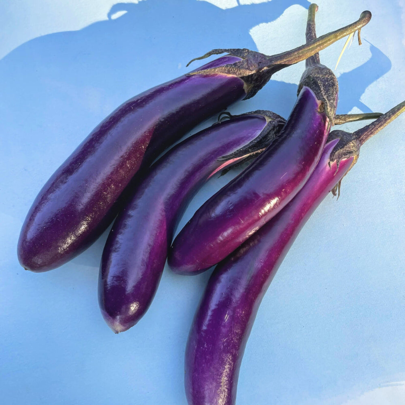 Hudson Valley Seeds Ping Tung Eggplant