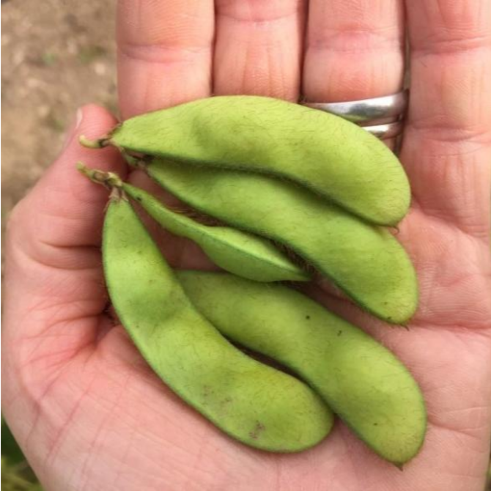 Hudson Valley Seeds Panther Edamame