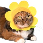 Flower Cat Cap Blind Box