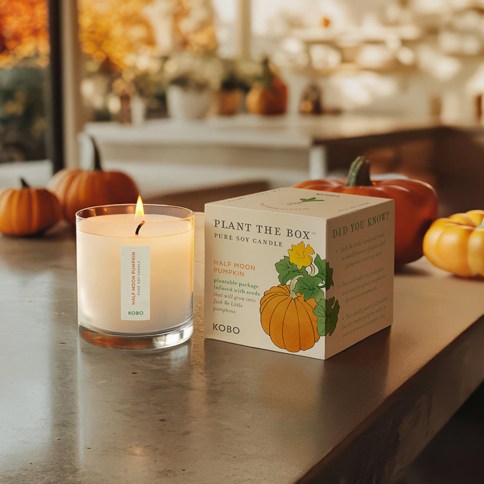Half Moon Pumpkin Kobo Seed Candle
