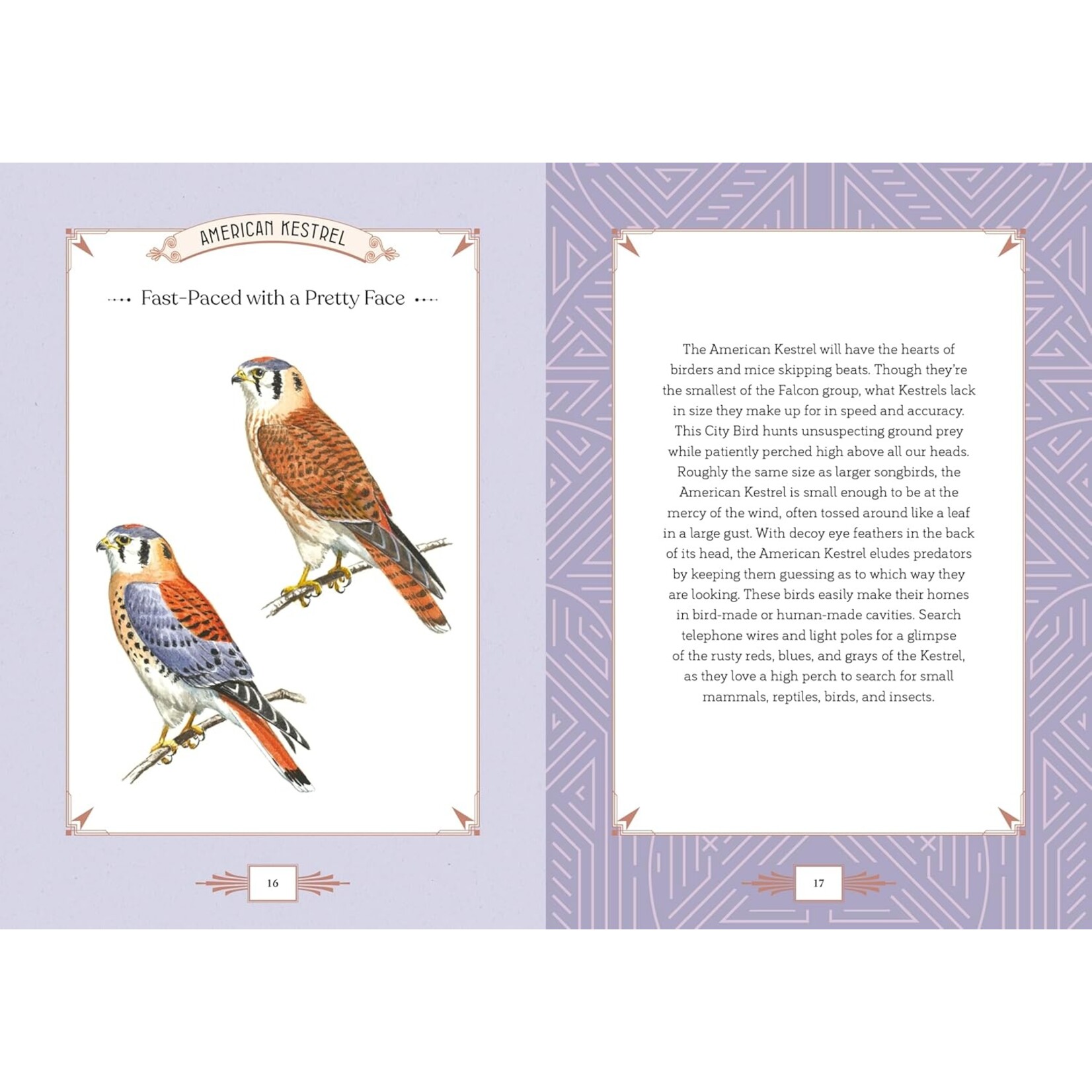 The Quarto Group City Bird