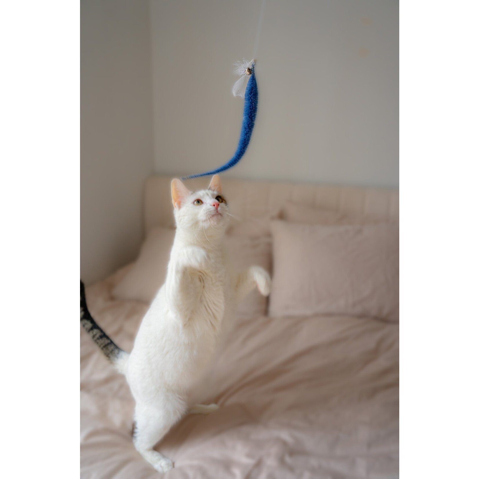 Kitty Teaser Wand