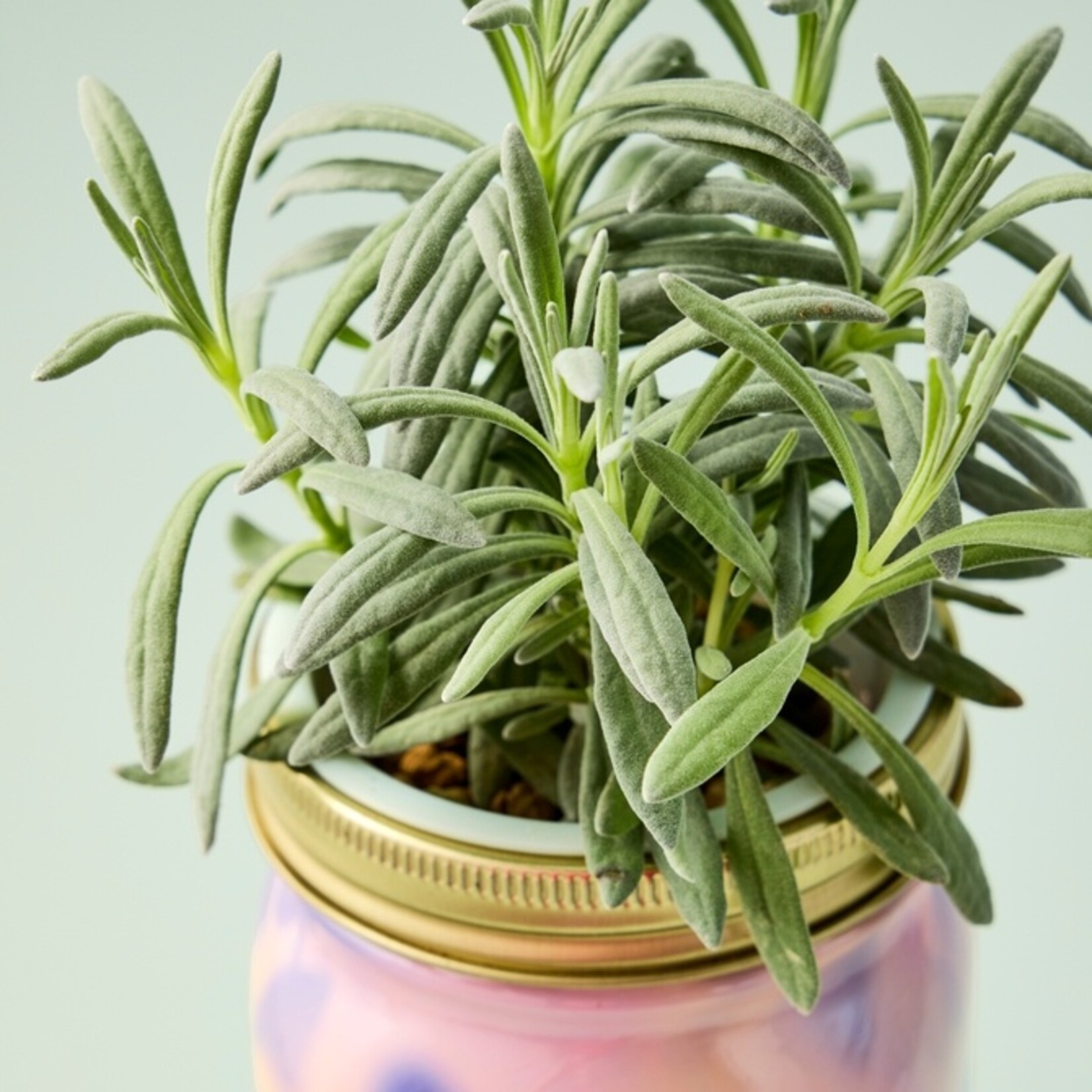 Modern Sprout Lavender Garden Jar
