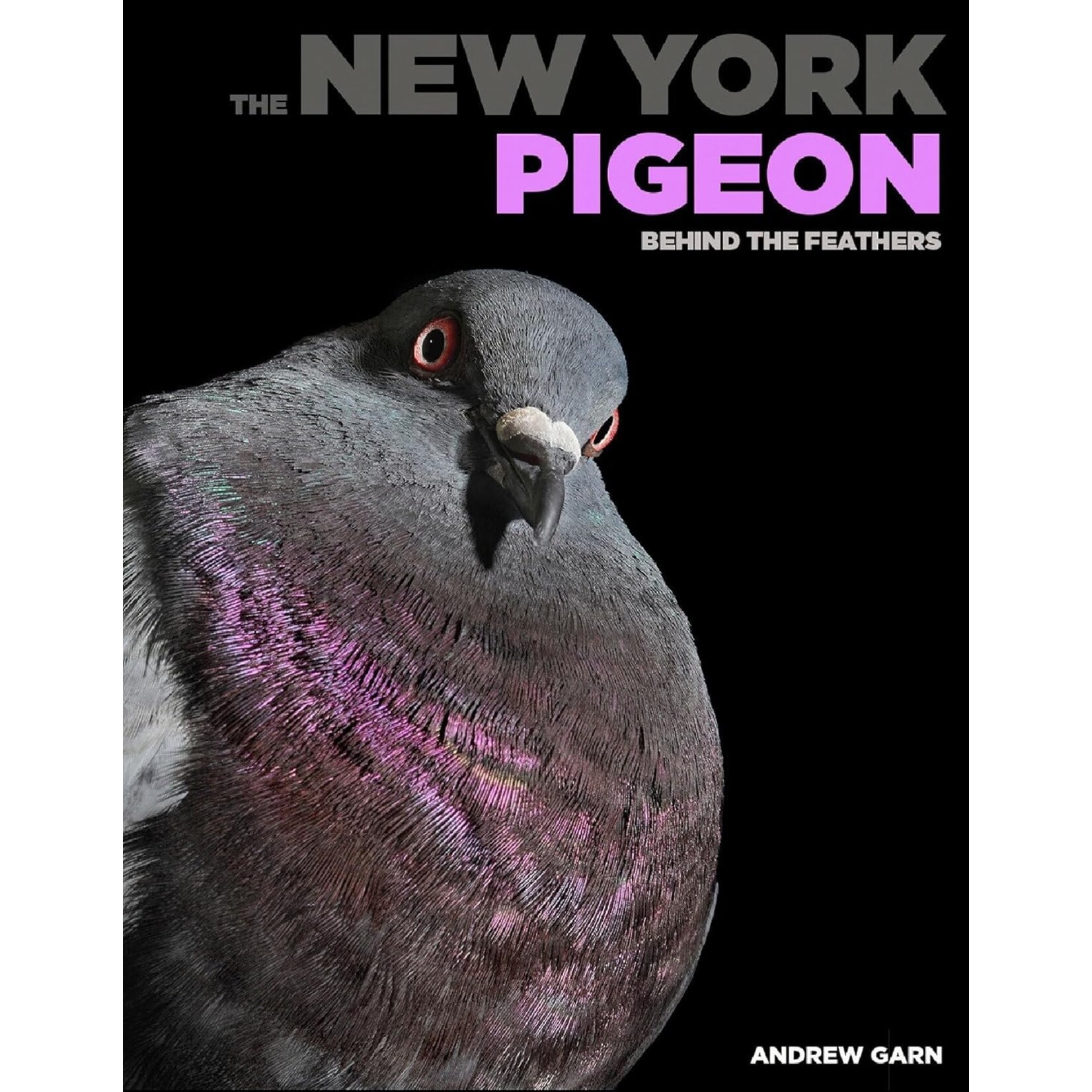 The New York Pigeon : Behind the Feathers