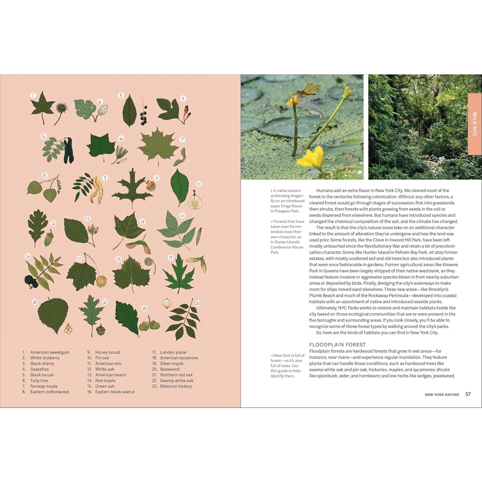 Hachette Wild NYC : Nature in and around NYC