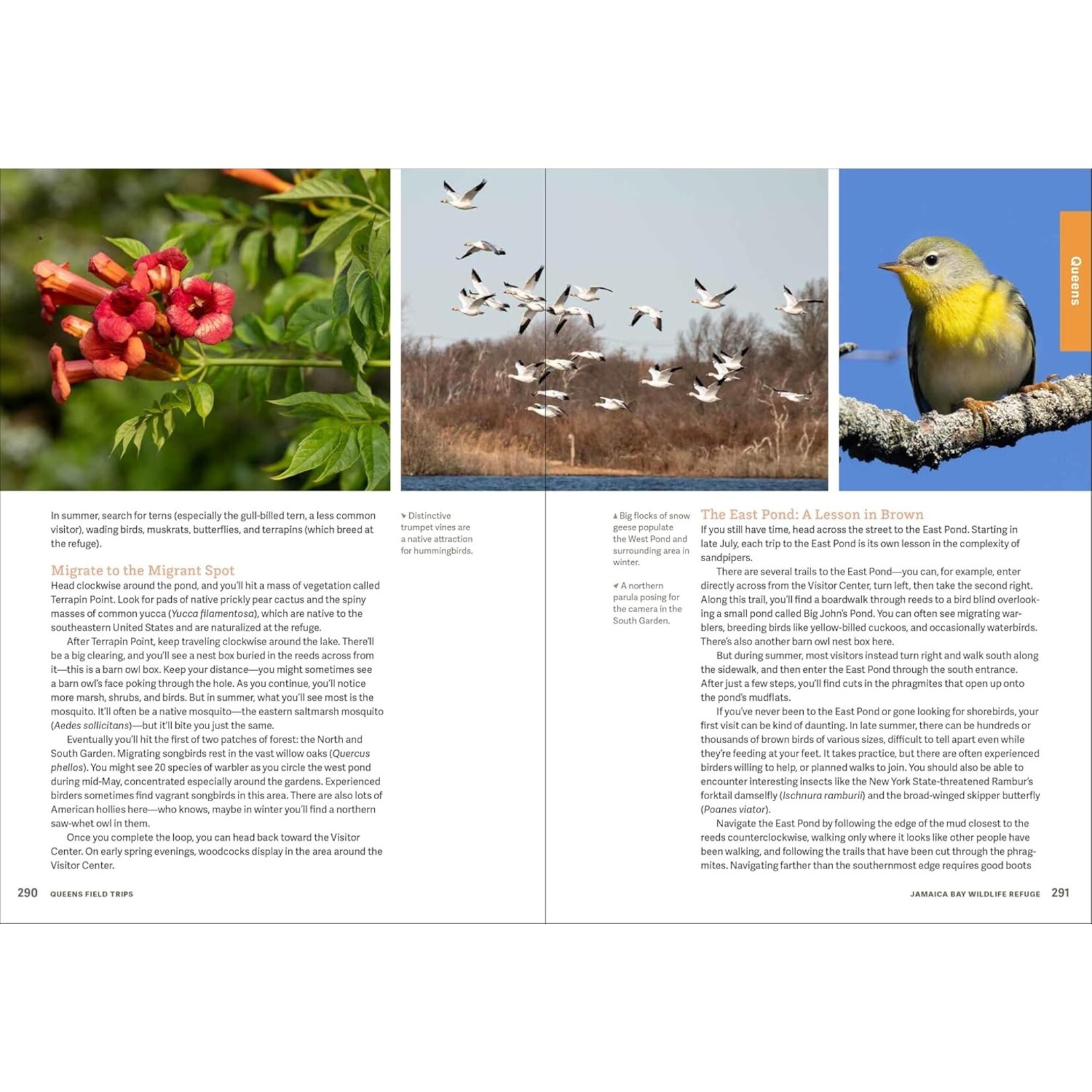 Hachette Wild NYC : Nature in and around NYC