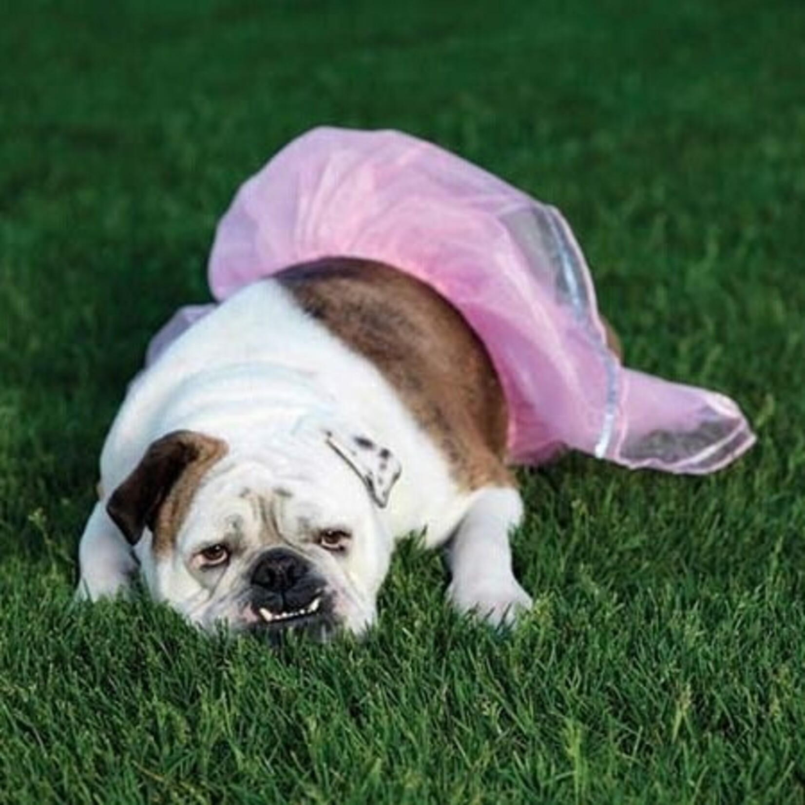 Jack Rabbit Creations Pink Tutu