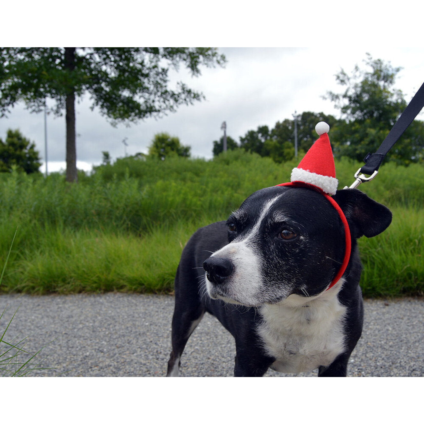 Jack Rabbit Creations Santa Hat Headbands