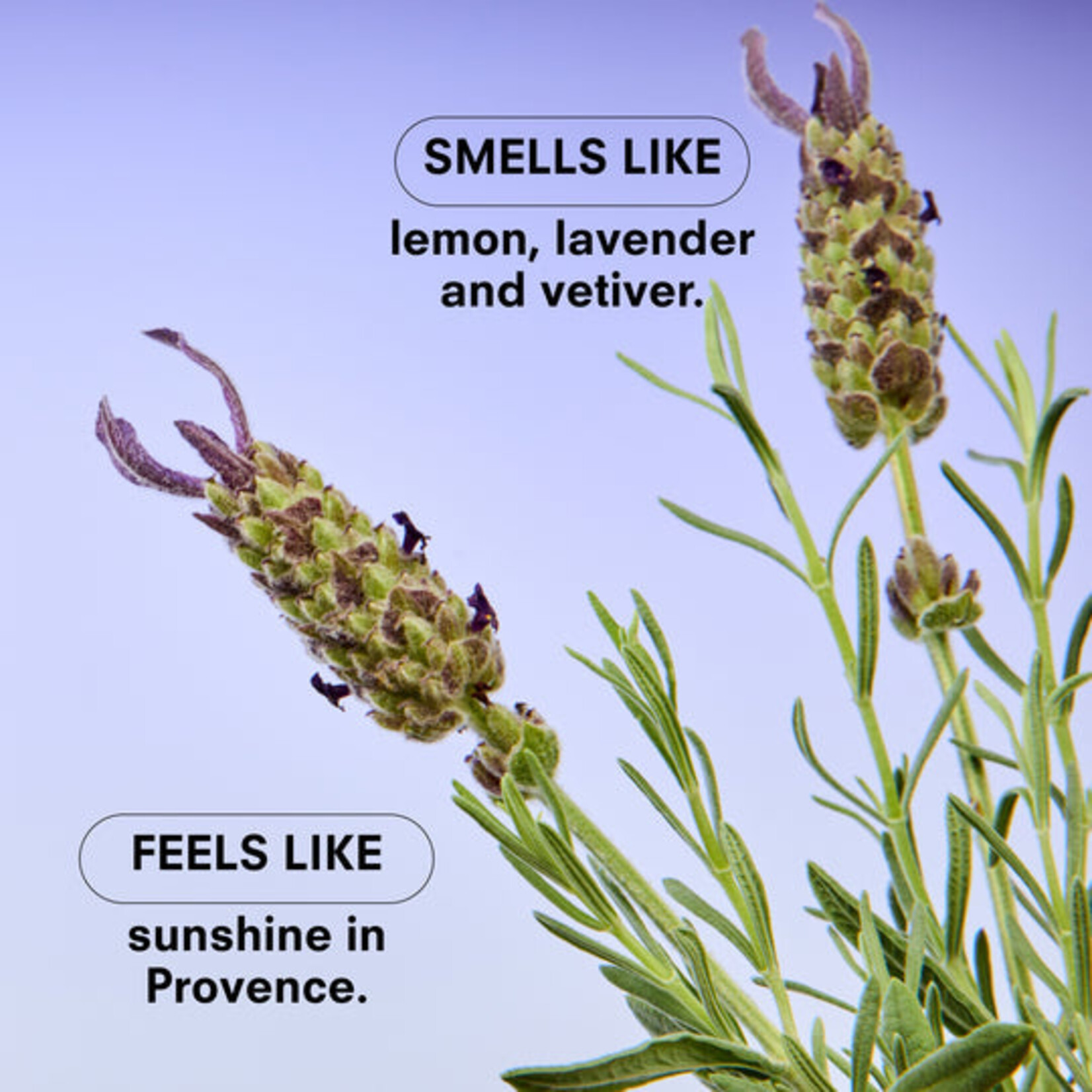 Boy Smells Lavendare Boy Smells Candle