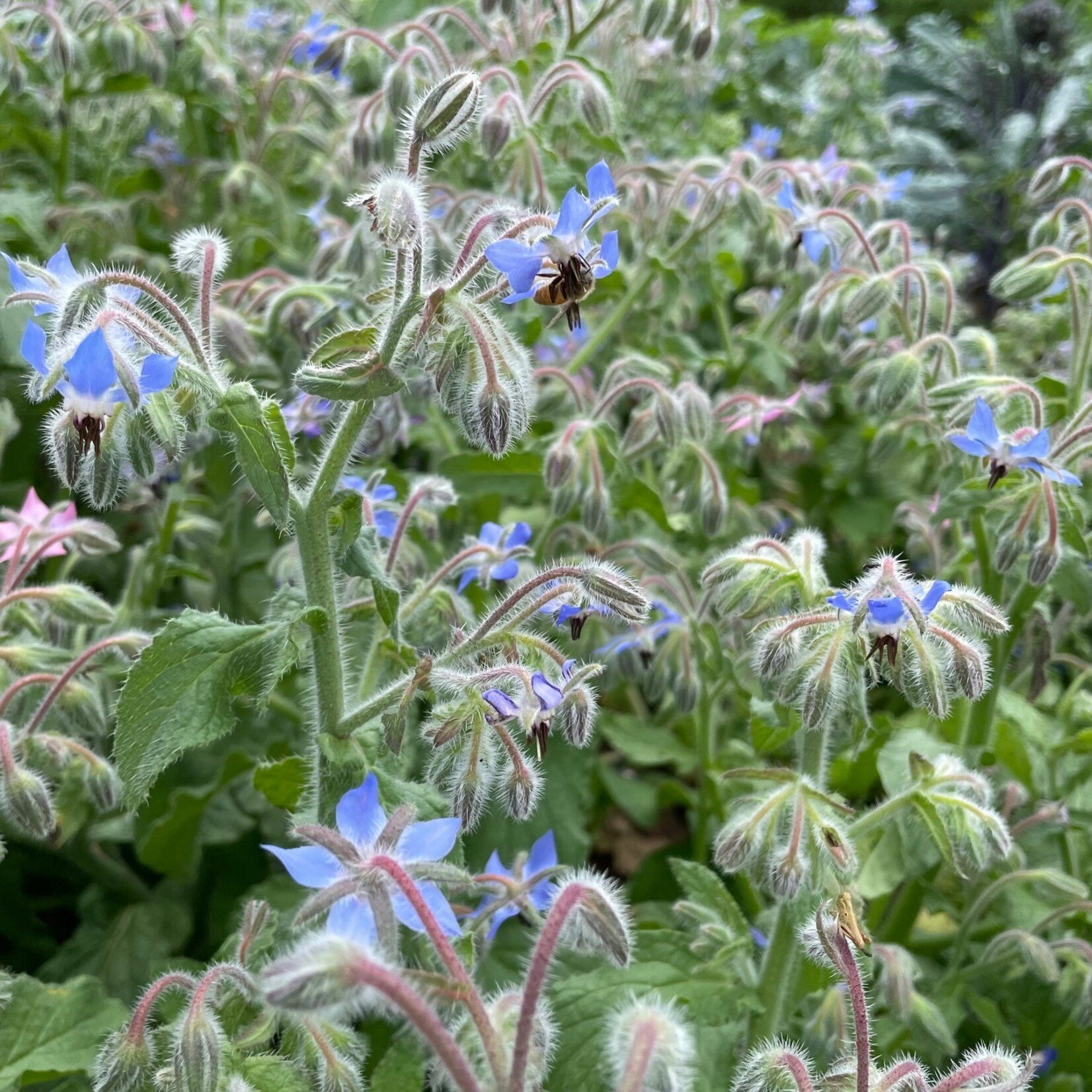 Hudson Valley Seeds Borage