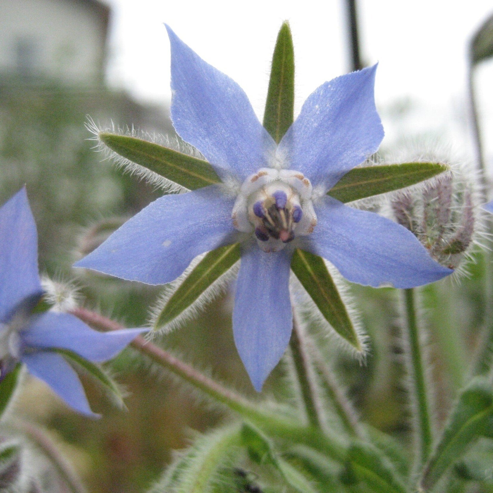 Hudson Valley Seeds Borage