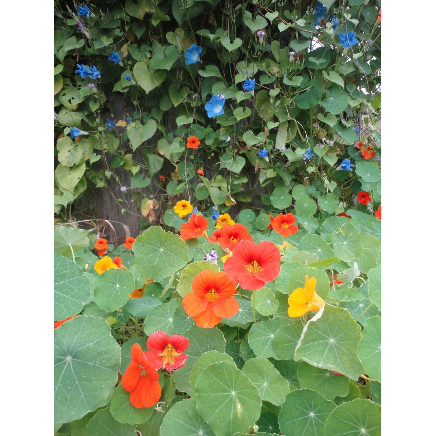 Hudson Valley Seeds Glorious Gleam Nasturtium