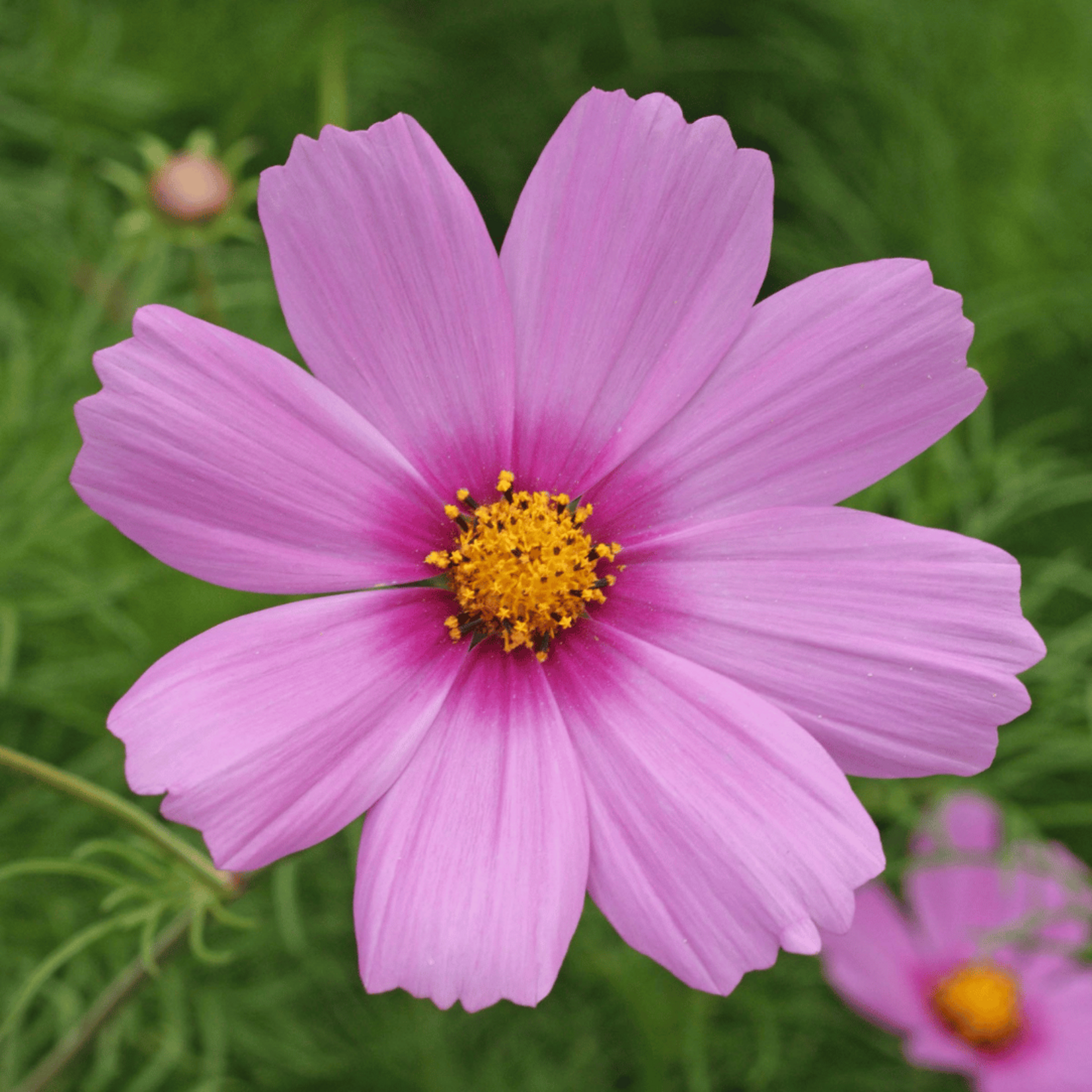Hudson Valley Seeds Cottage Garden Mix