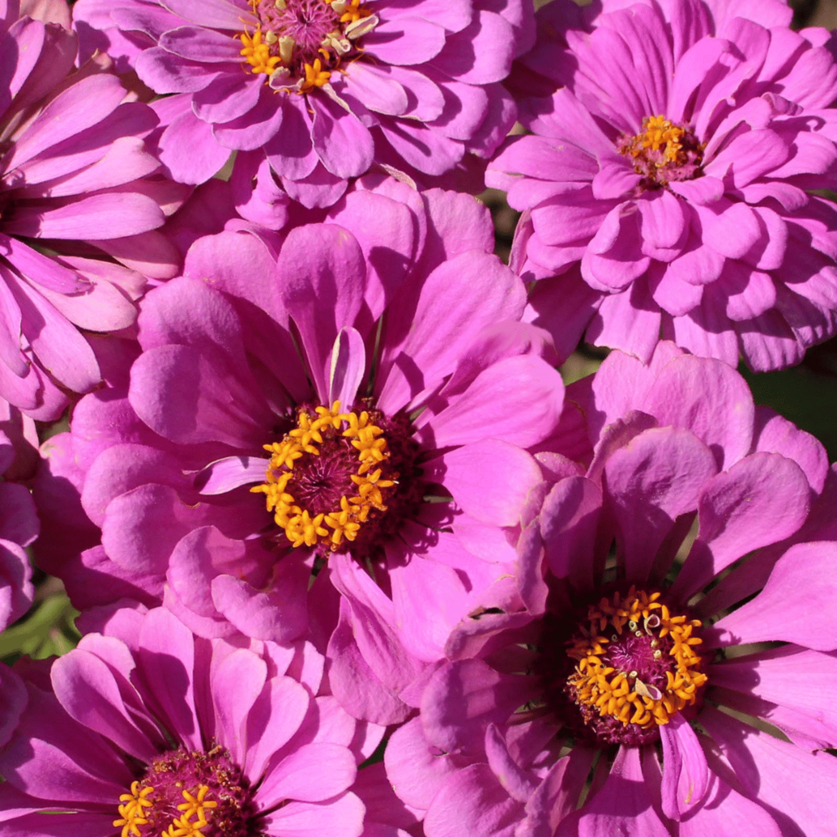 Hudson Valley Seeds Cottage Garden Mix