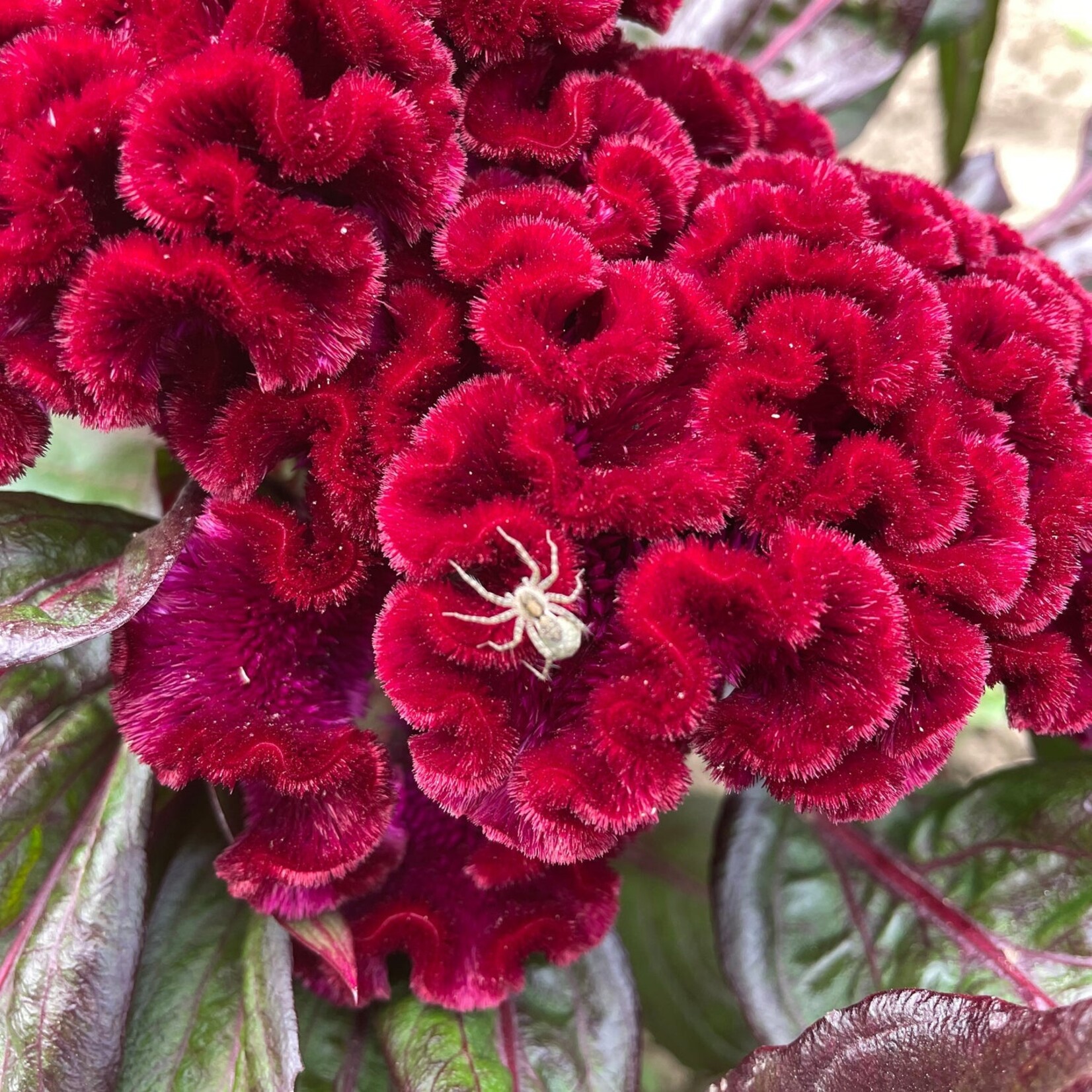 Hudson Valley Seeds Goth Garden Flower Mix