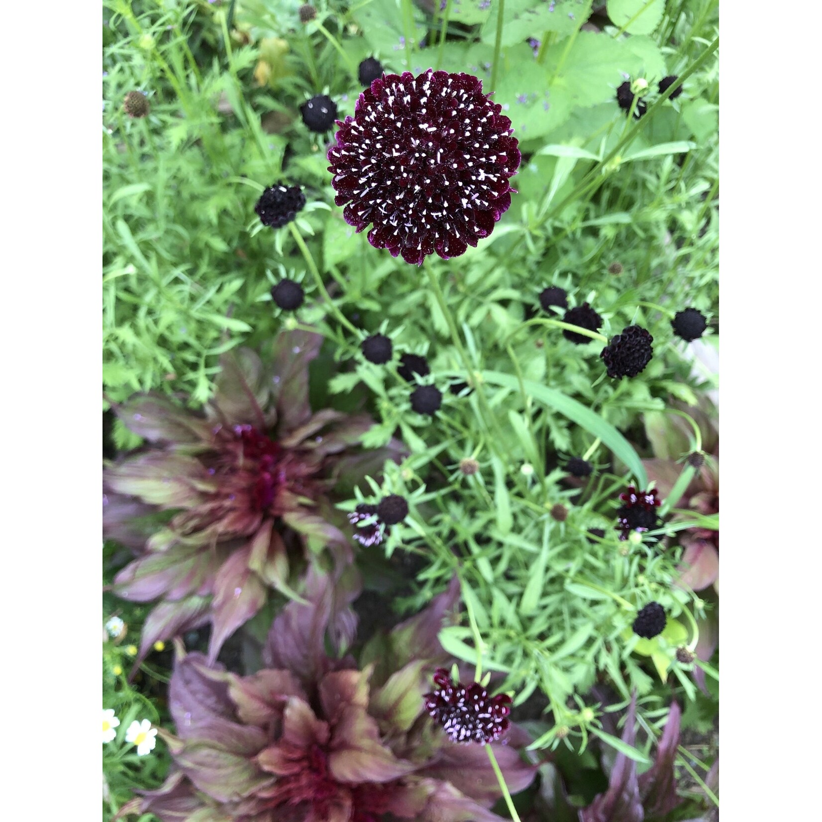 Hudson Valley Seeds Goth Garden Flower Mix