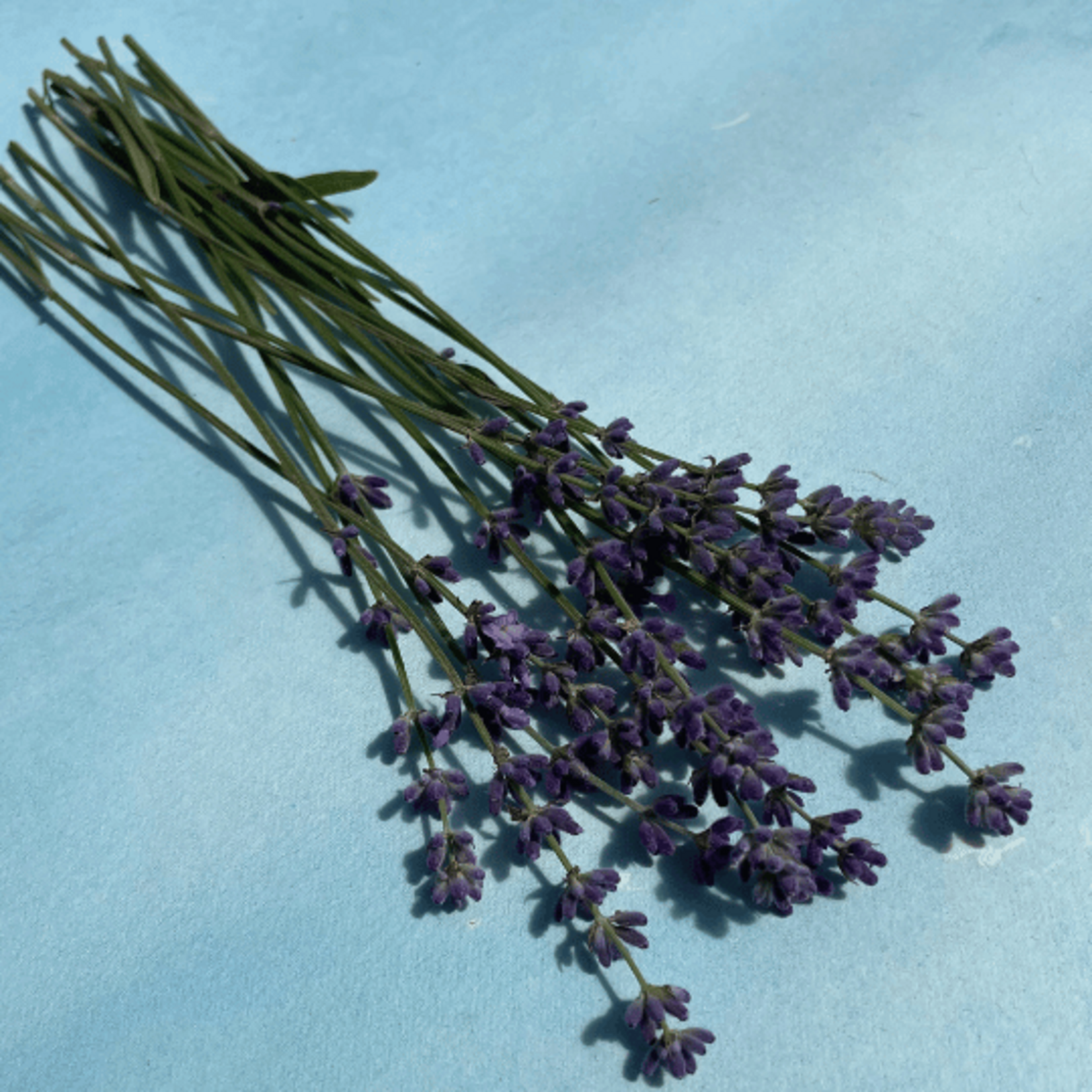 Hudson Valley Seeds Munstead Lavender