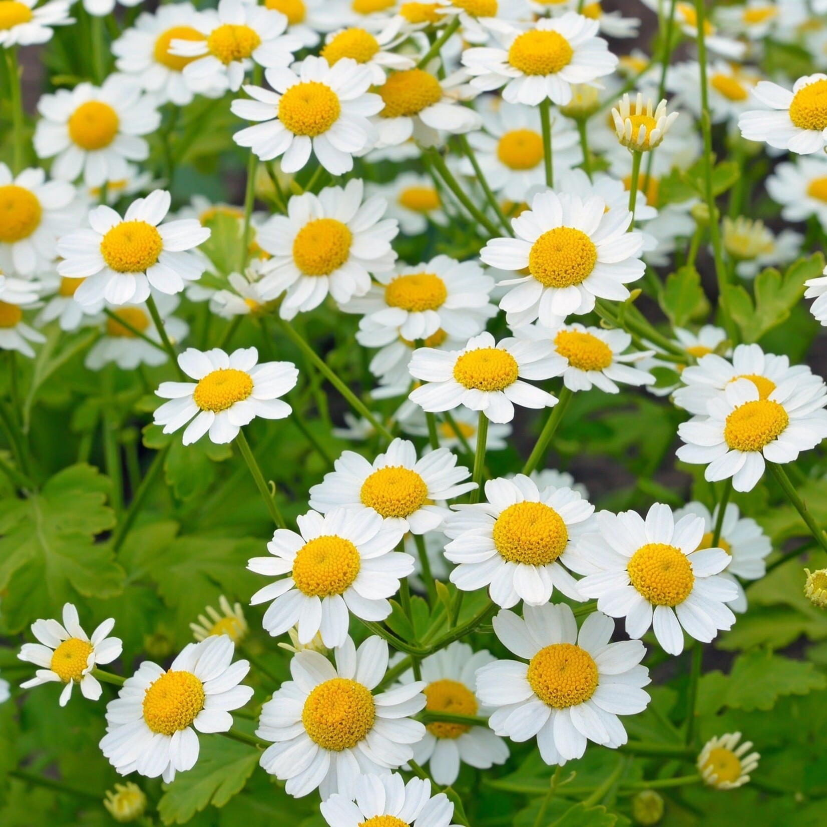 Hudson Valley Seeds Feverfew Flowers
