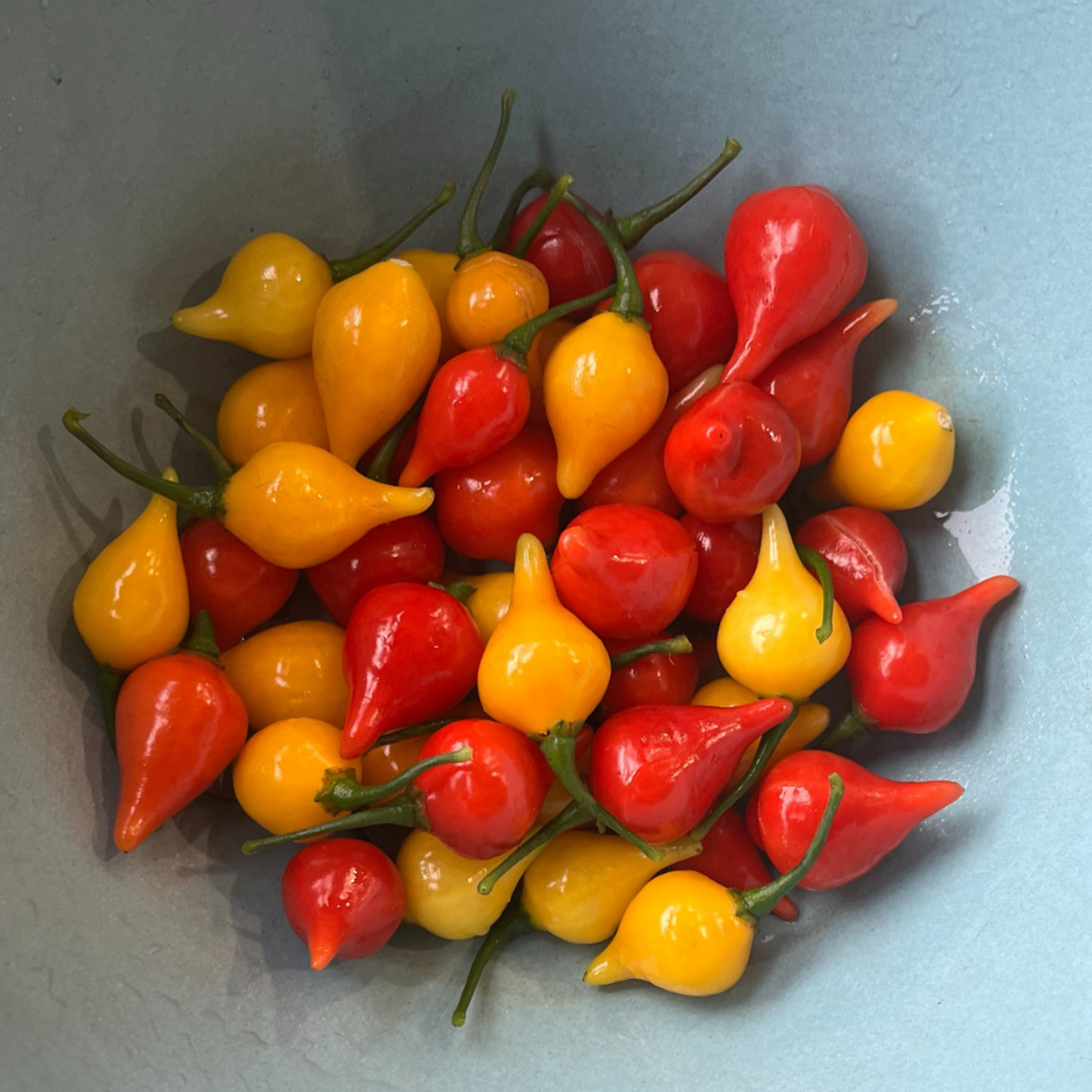 Hudson Valley Seeds Biquinho Pepper