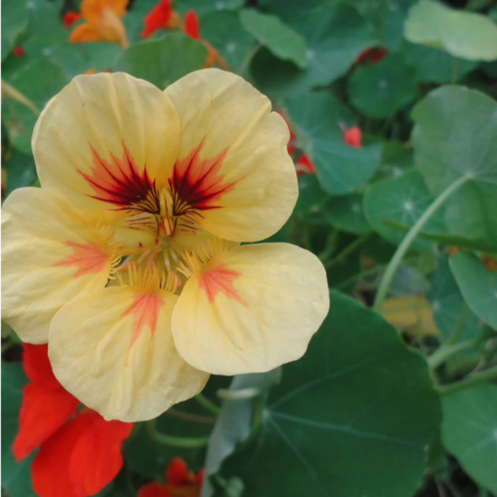 Hudson Valley Seeds Glorious Gleam Nasturtium