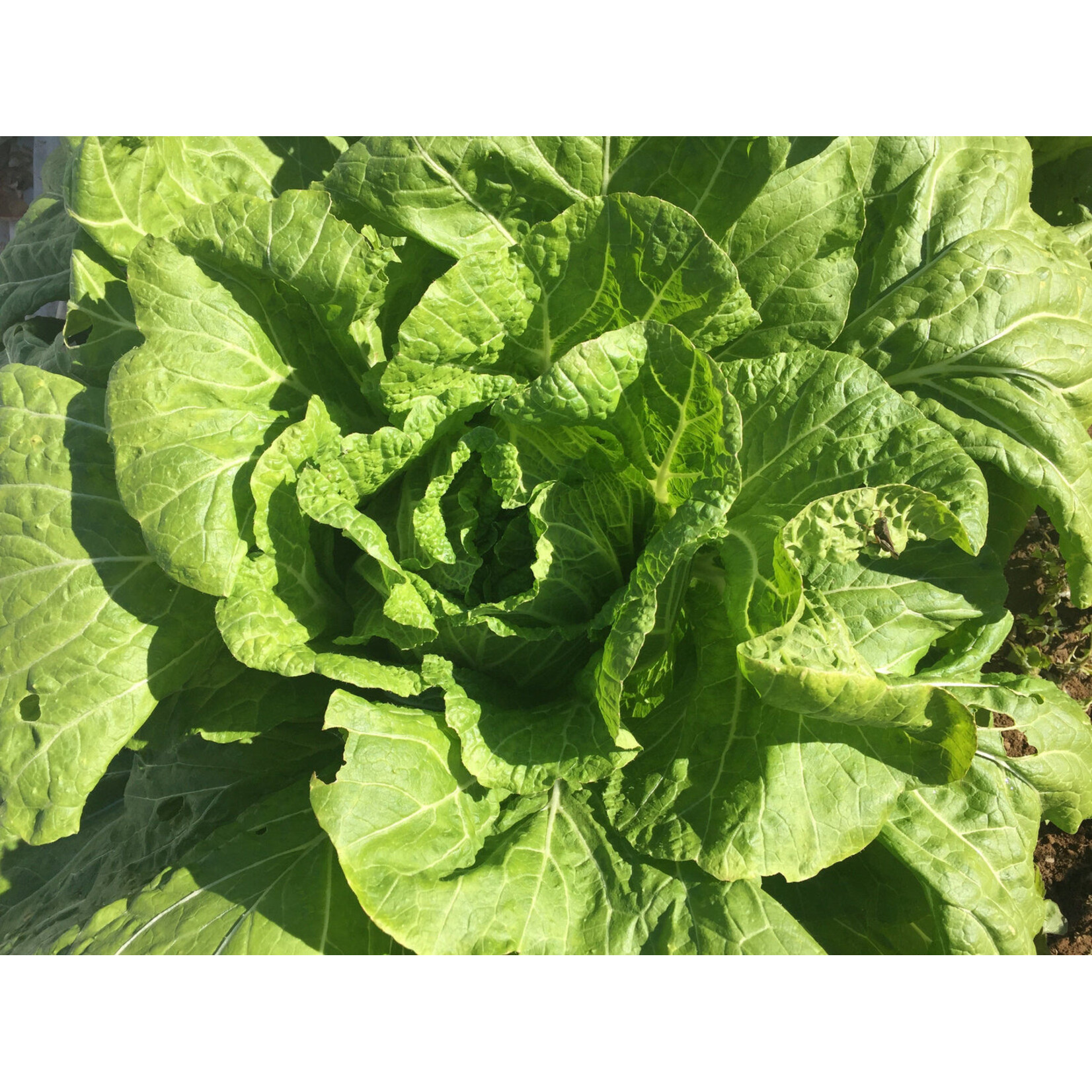 Hudson Valley Seeds Nozaki Chinese Cabbage