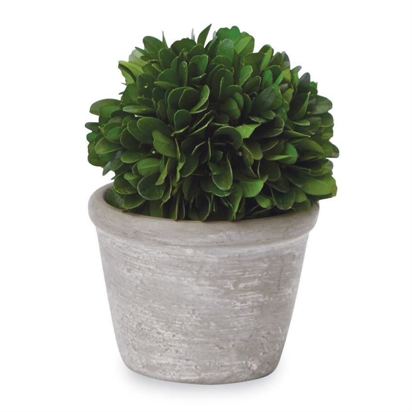 Mud Pie Boxwood Ball in Pot