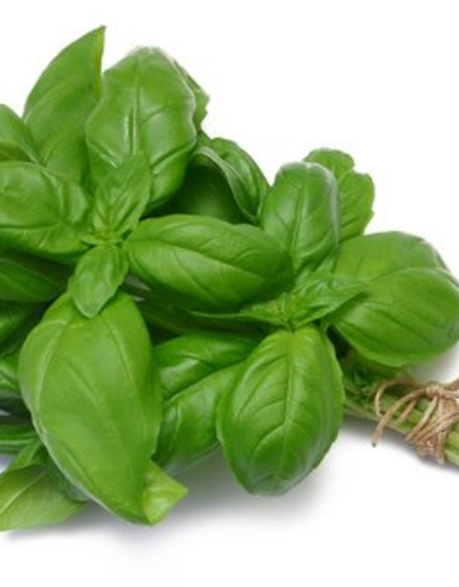 FRESH BASIL OLIVE OIL