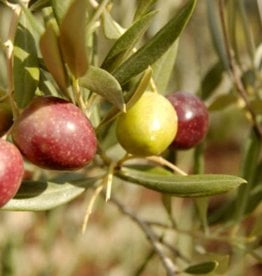 PICUAL EXTRA VIRGIN OLIVE OIL