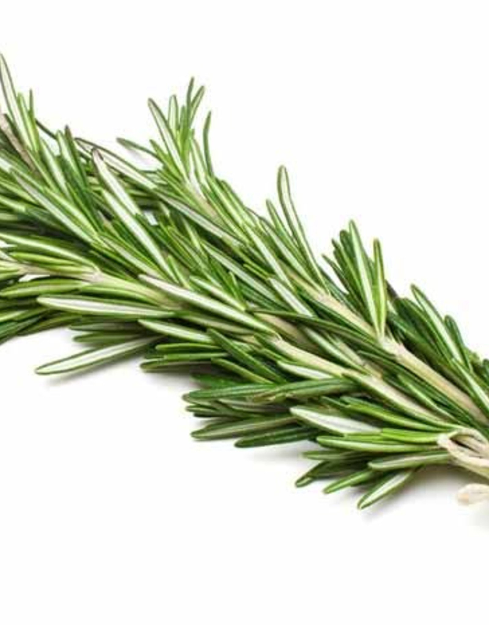 ROSEMARY OLIVE OIL