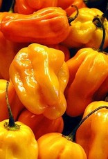 HABANERO INFUSED OLIVE OIL