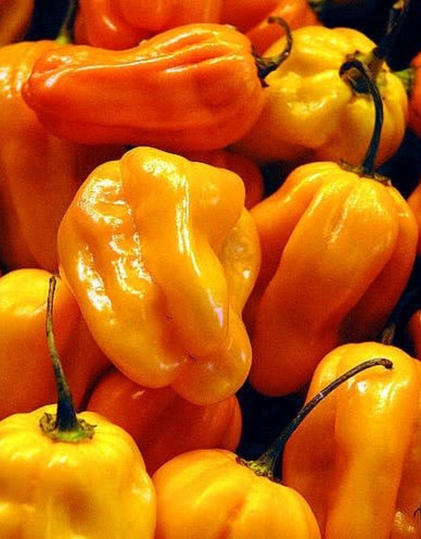 HABANERO INFUSED OLIVE OIL