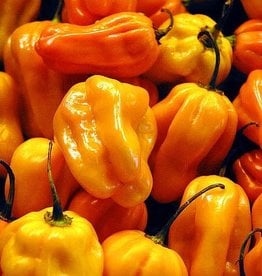HABANERO INFUSED OLIVE OIL