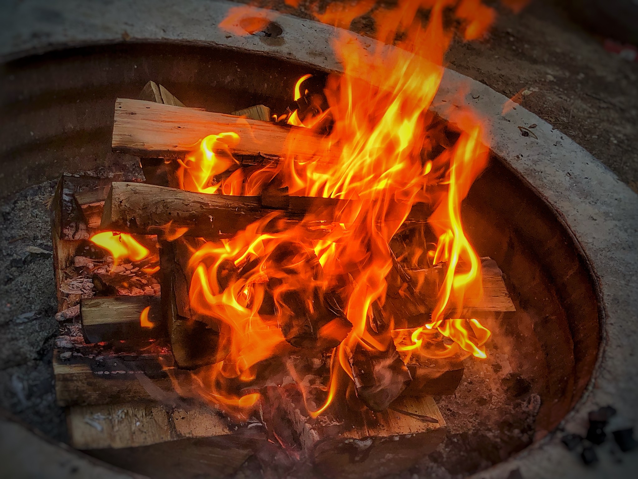 Into the Wild Wood Burning Piece 