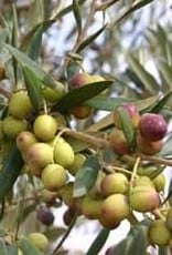 ARBEQUINA EXTRA VIRGIN OLIVE OIL
