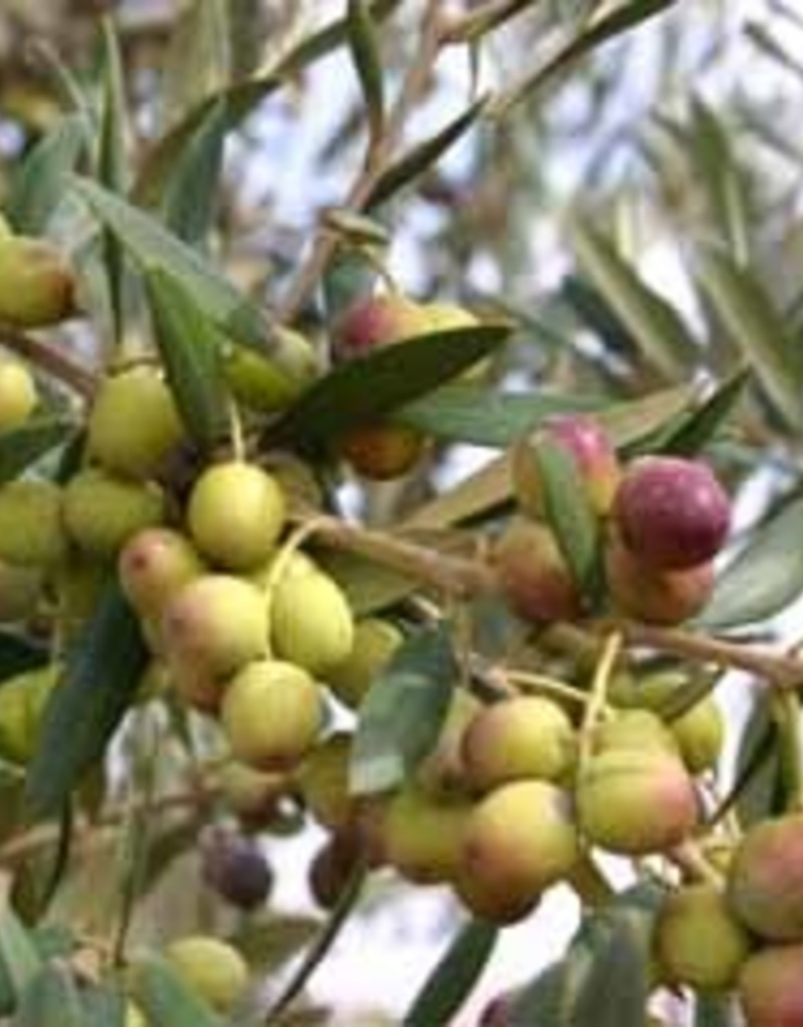 ARBEQUINA EXTRA VIRGIN OLIVE OIL