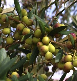 HOJIBLANCA EXTRA VIRGIN OLIVE OIL