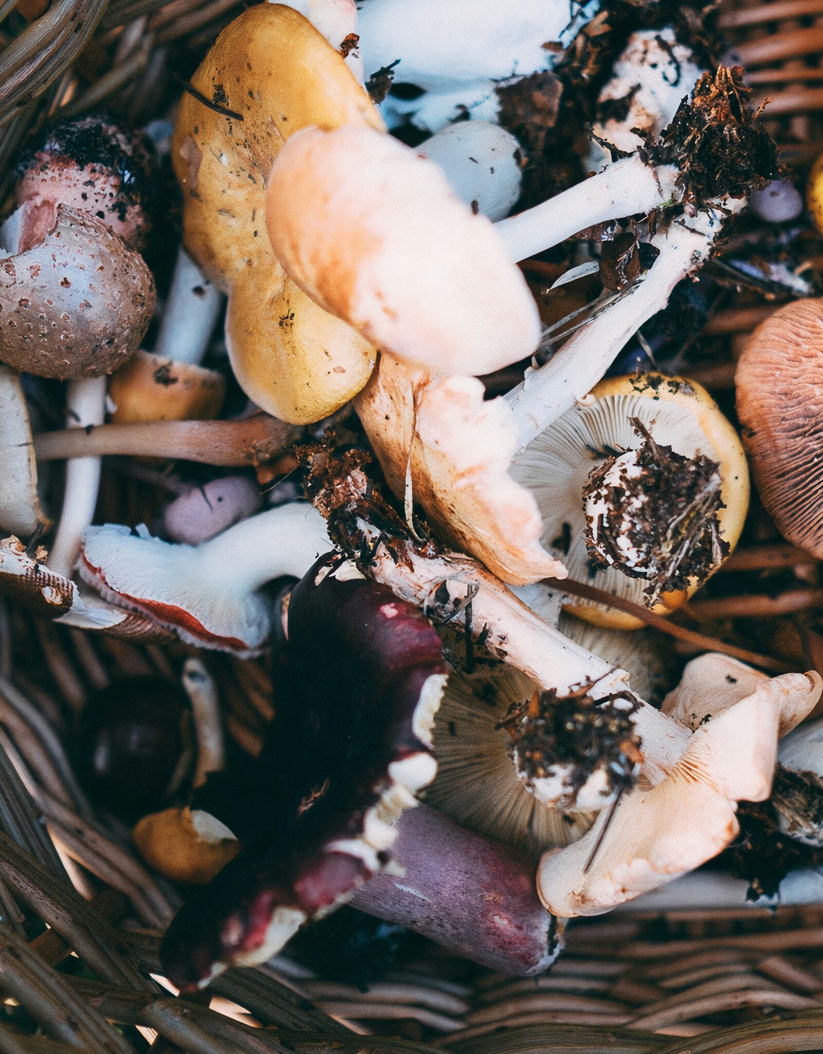 WILD ABOUT MUSHROOMS EXTRA VIRGIN OLIVE OIL