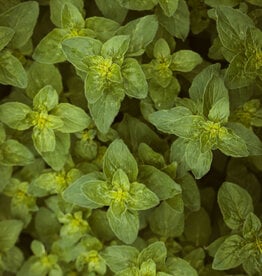 OREGANO BALSAMIC VINEGAR