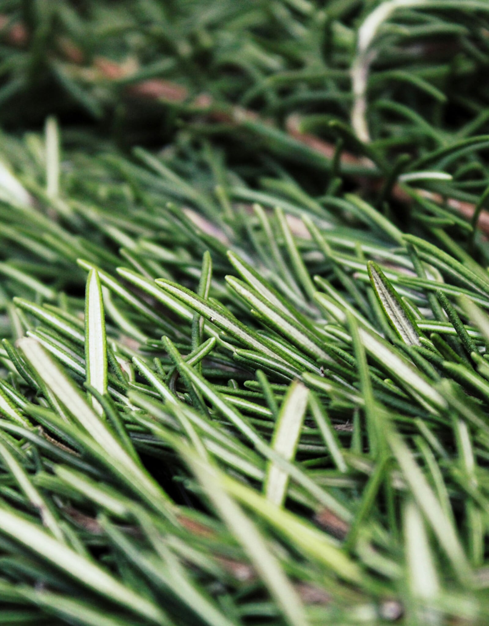 ROSEMARY EXTRA VIRGIN OLIVE OIL
