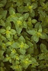 OREGANO INFUSED OLIVE OIL