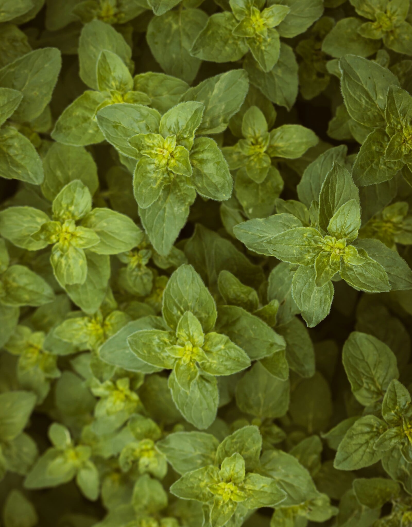 OREGANO INFUSED OLIVE OIL