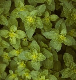 OREGANO INFUSED OLIVE OIL