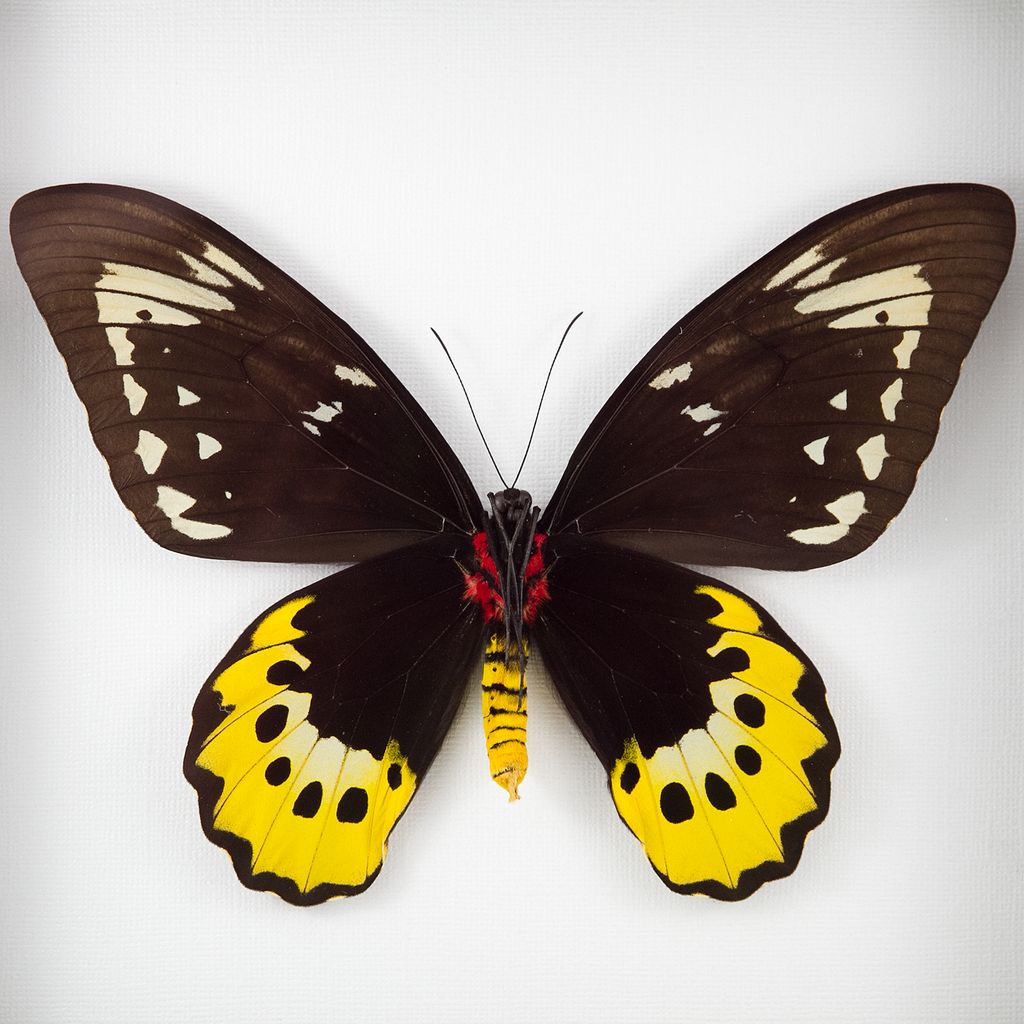 Ornithoptera Goliath Procus