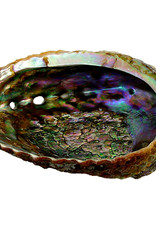 Abalone Shell - 6-7 inches