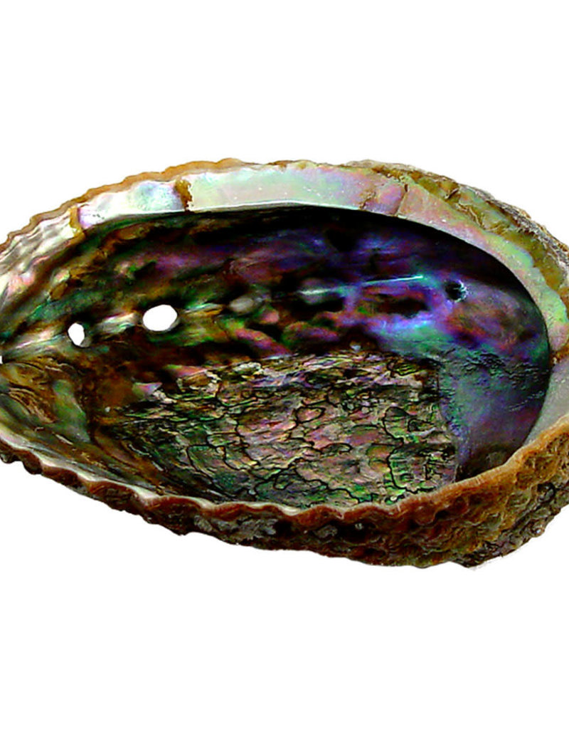 Abalone Shell - 6-7 inches